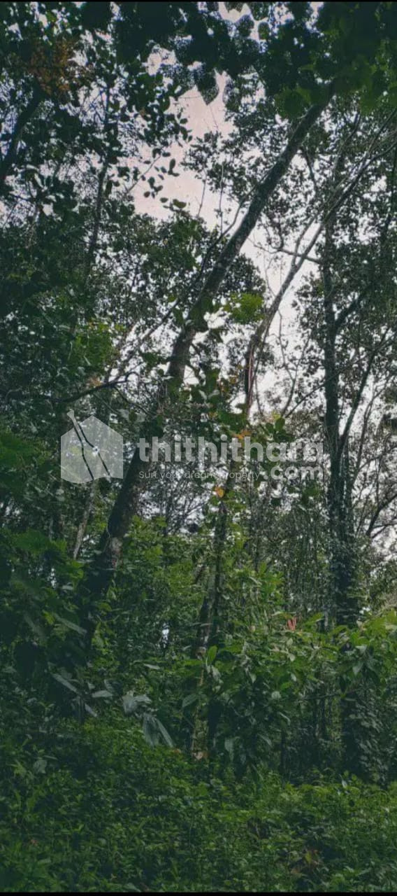 Urgent sale, 1.5 acres in Idukki