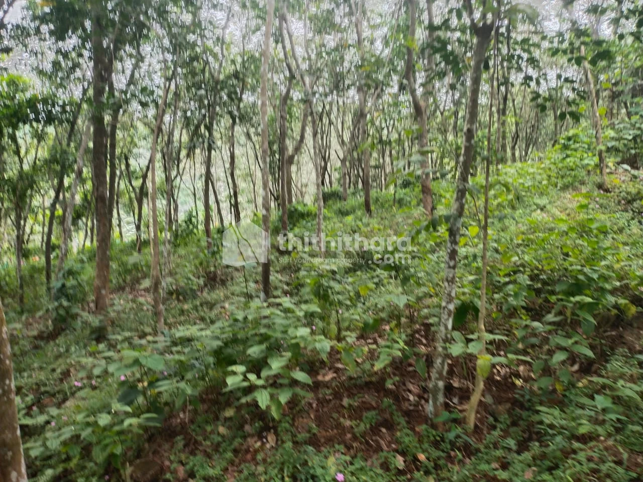 20 Cent Residential land for sale at Trivandrum