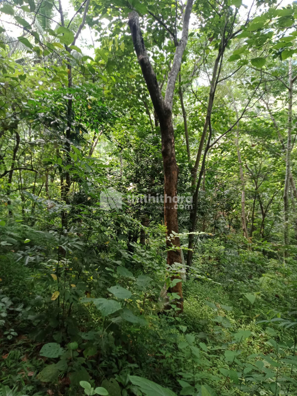 Agricultural land for sale at Ottappalam Palakkad