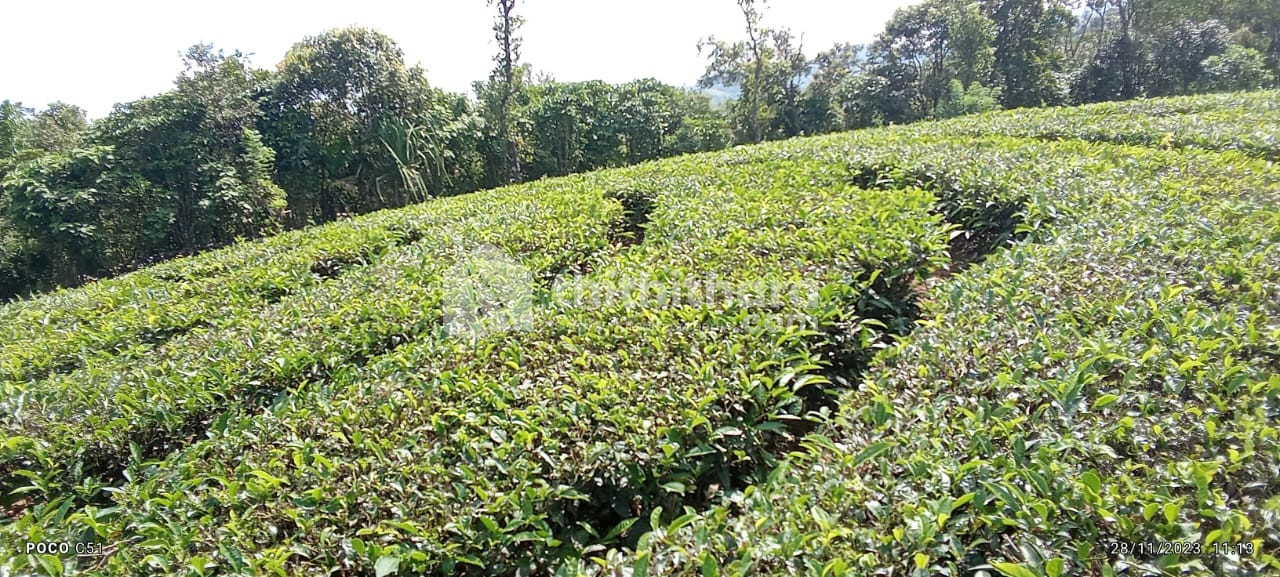 12 Acre Land for sale in Vagamon, Valacode