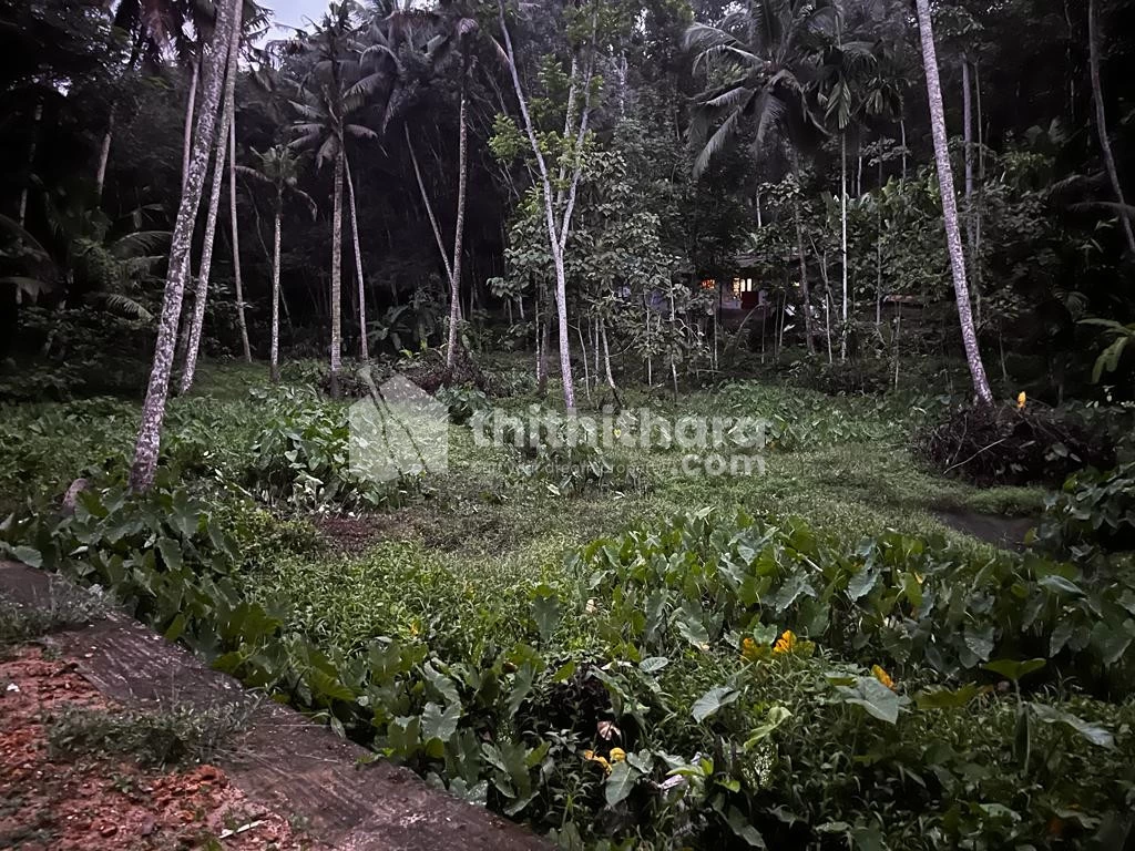 50 cent plot for sale at Vellanad,  Thiruvananthapuram.