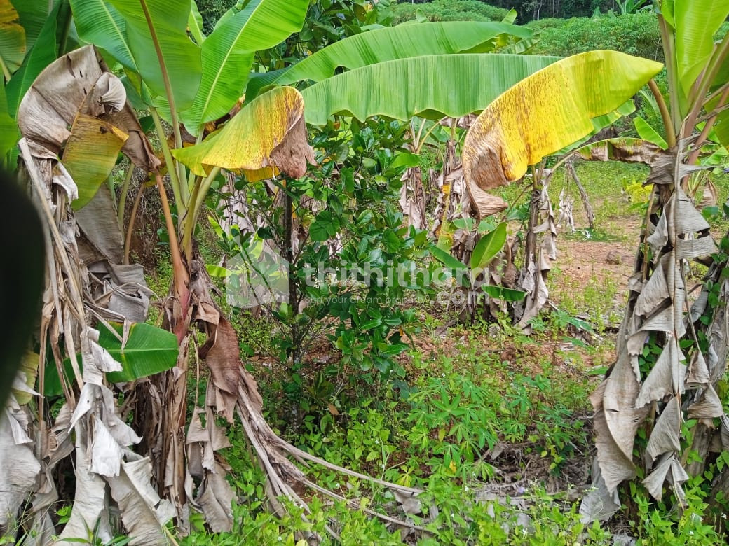 Residential Land for sale at Pambady, Kottayam