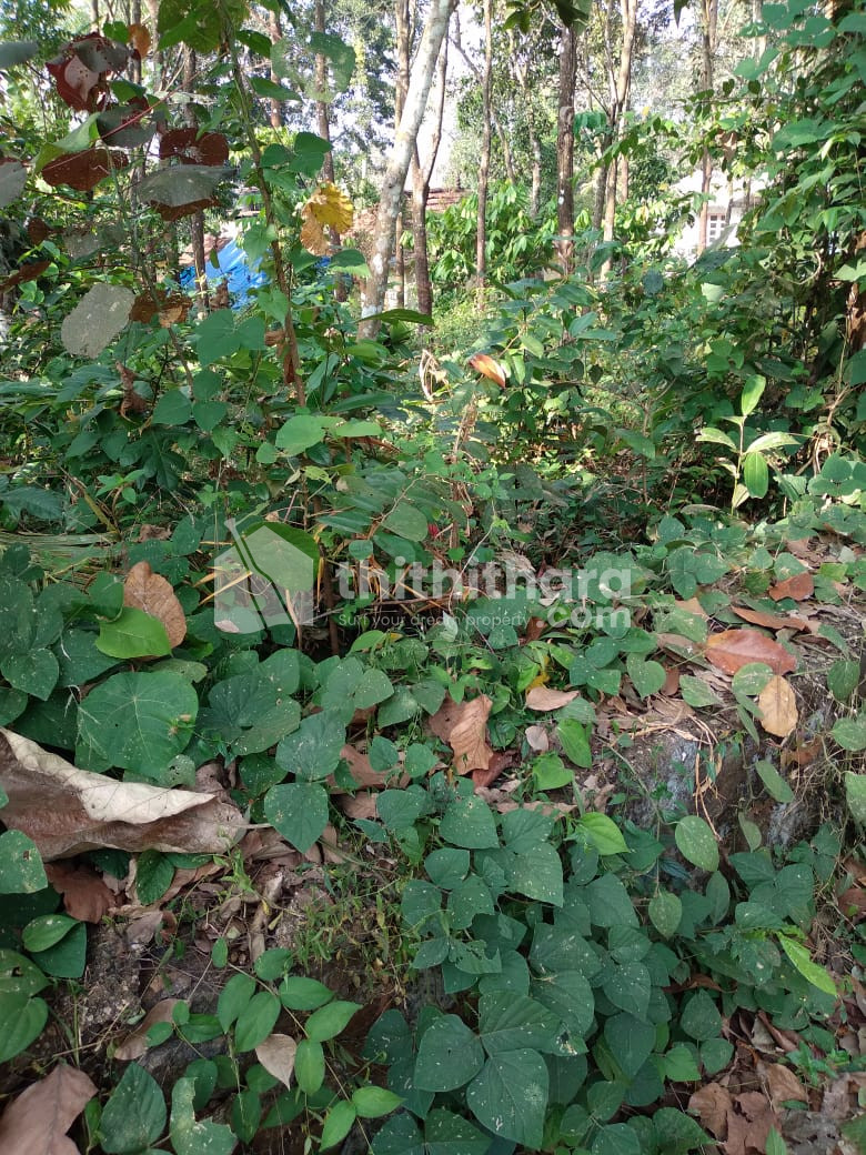 Residential Land for Sale in Pathanamthitta