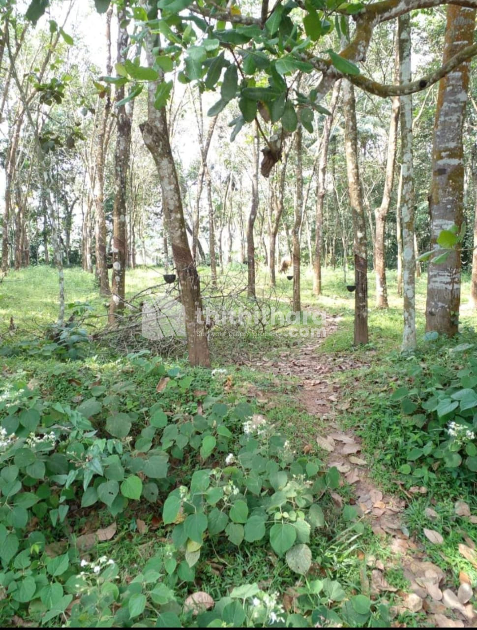 Agricultural Land for Sale in Kollam