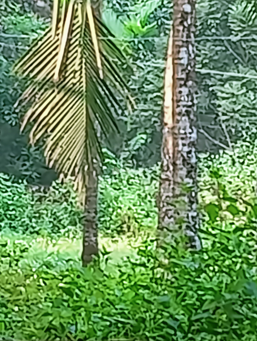Residential plot for sale at Tirur Malappuram