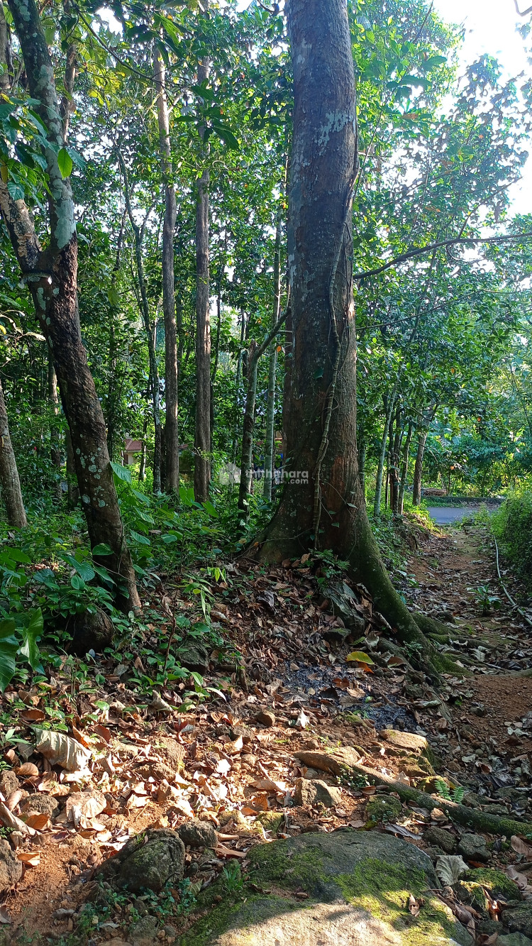 50 cent Agricultural land for sale in  Kanjirappally 