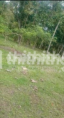 Land  for Sale in Harippad , Alappuzha