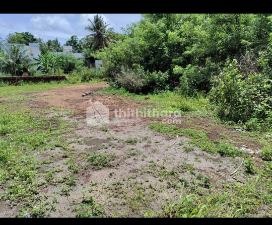 15 cent land at Paduvadukam, Kasargod 
