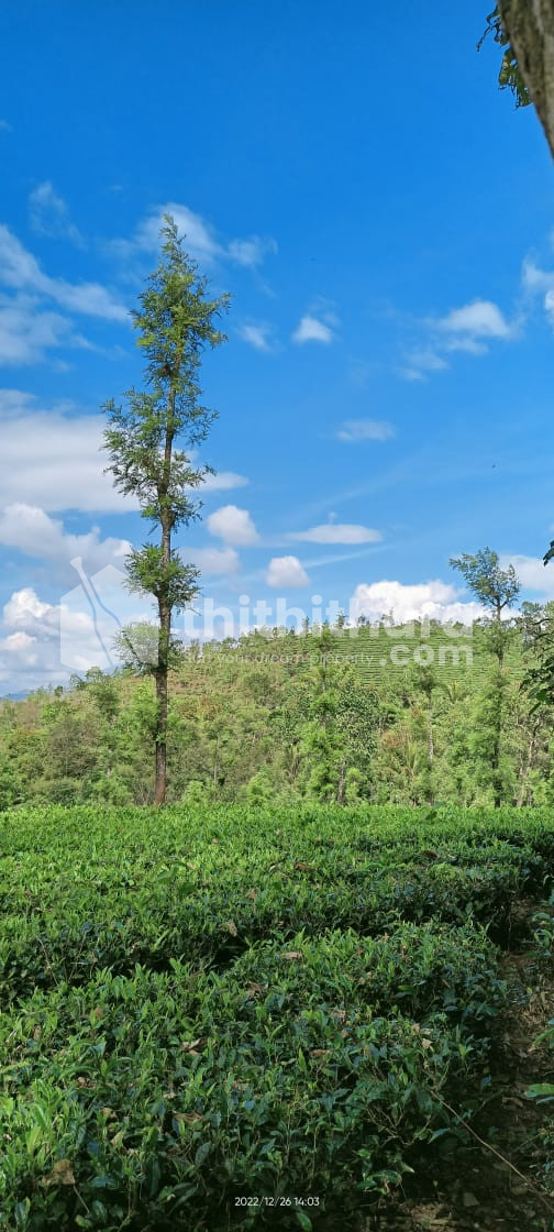 4.50 Acre Land for Sale in  Mananthavady, Wayanad
