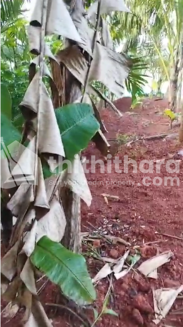 Residential land for sale at Ayikkarapadi Malappuram