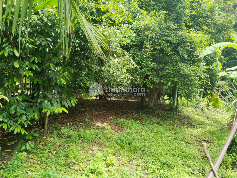 Agricultural land for sale at Mala Thrissur