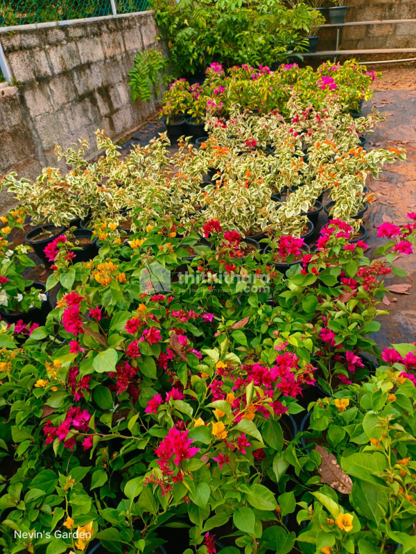 6 acre plot for sale in Pattavayal, Sulthan Bathery