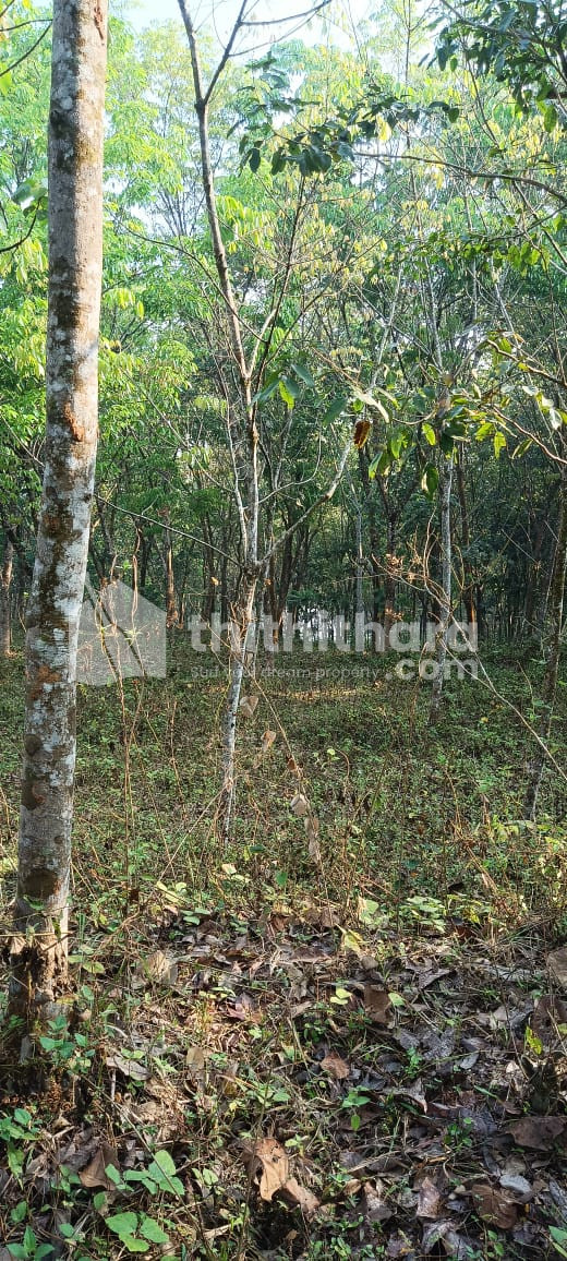 70 cents of Rubber Estate for sale in Perumbadavom, Piravom