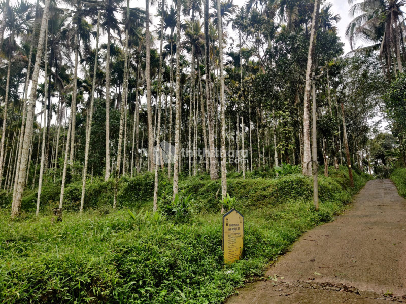 1 Acre Land for Sale in Nadavayal, Wayanad