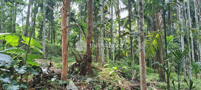 Agricultural land for sale at  Kamballur Kasargod