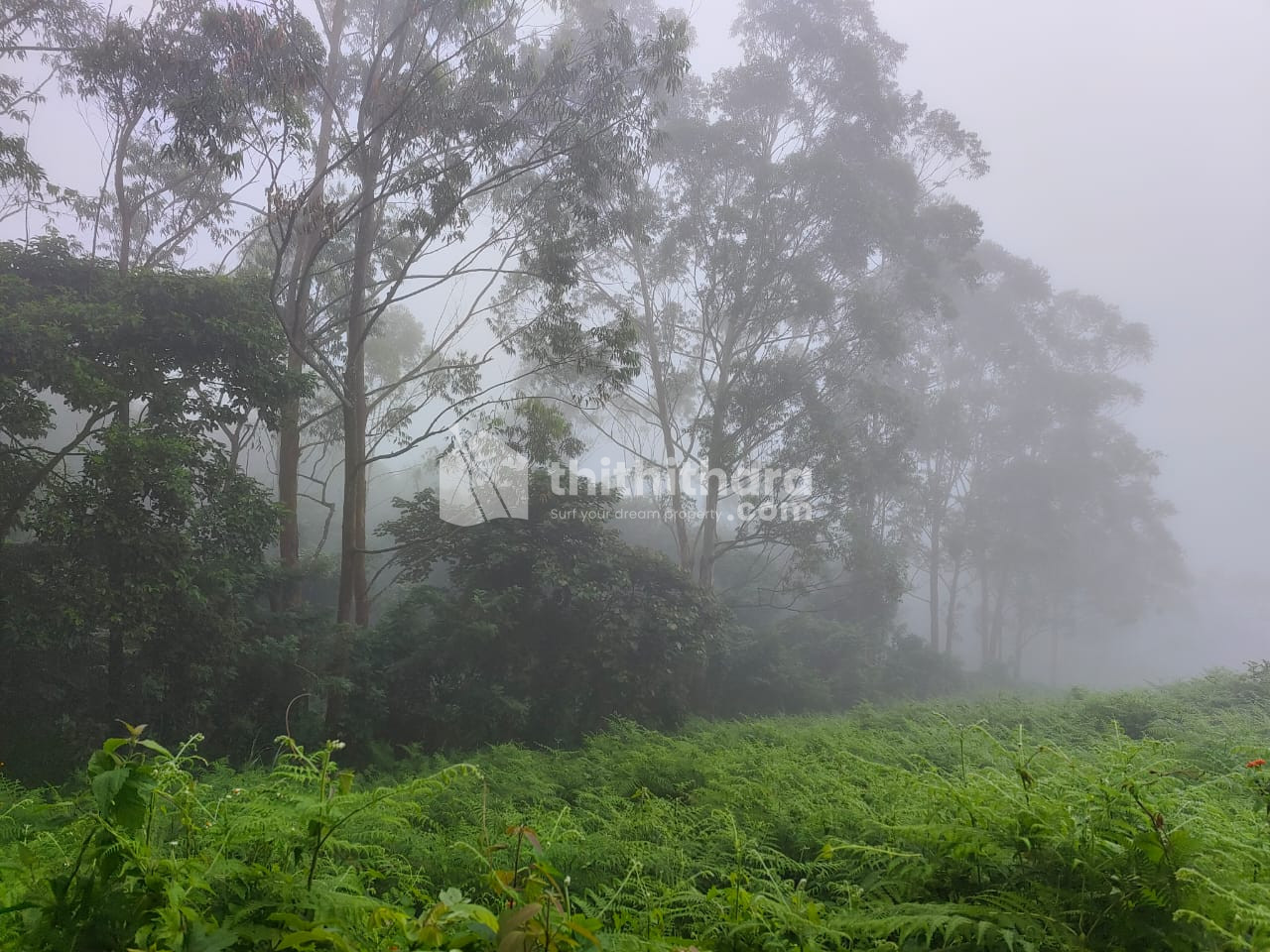 94 Cents Plot for Sale in Padinjarathara, Wayanad
