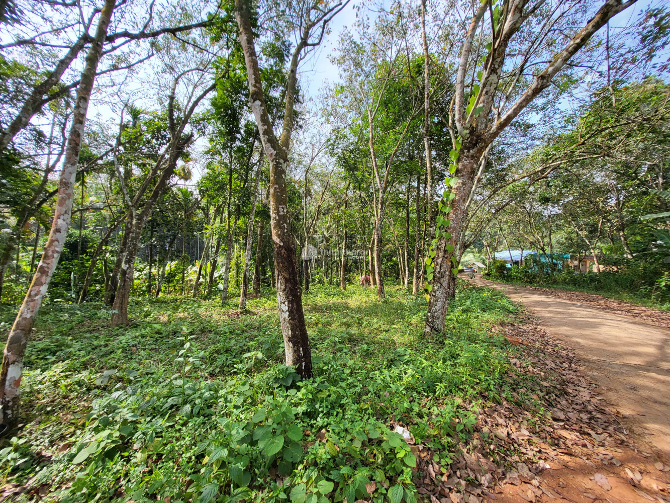 Land for Sale in Vellappara,Konni,Pathanamthitta