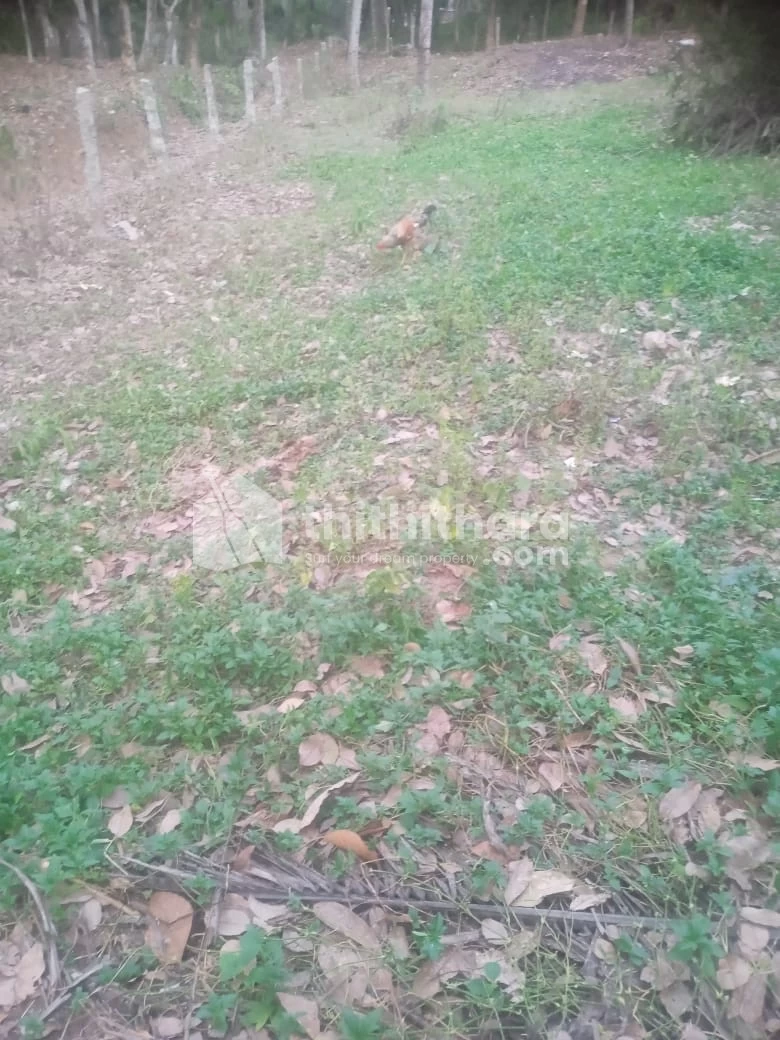 8 Cents Residential Plot for sale in Kuttichal, Trivandrum