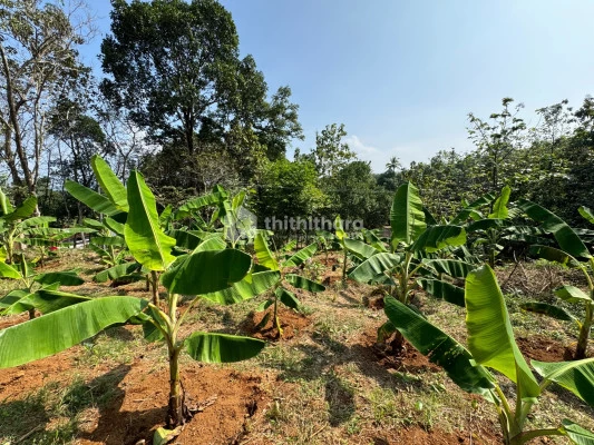Land for Sale in Karimannur, Idukki