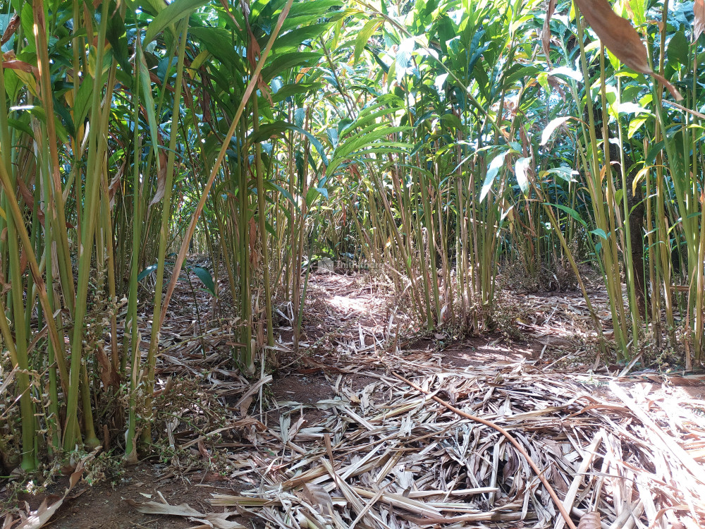 Land for sale at Calvarymount Idukki