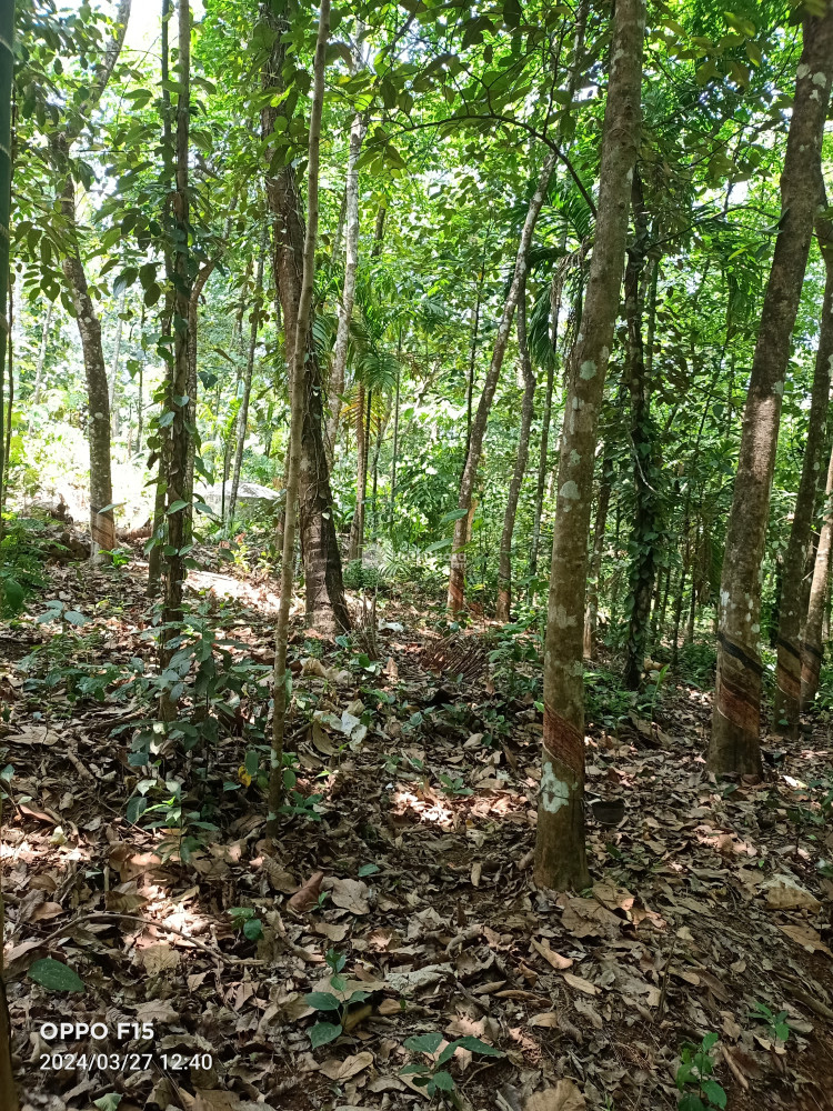 Land for sale at Mukkoottuthara Kottayam