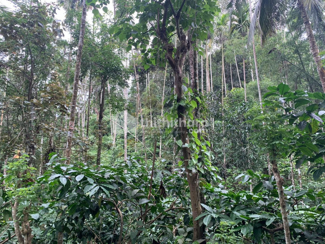 3 acer 30 cents agricultural or farm land for sale at Vaduvanchal wayanad 