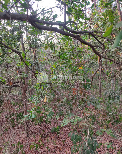 25 cents  land for immediate sale at Pariyaram Kannur