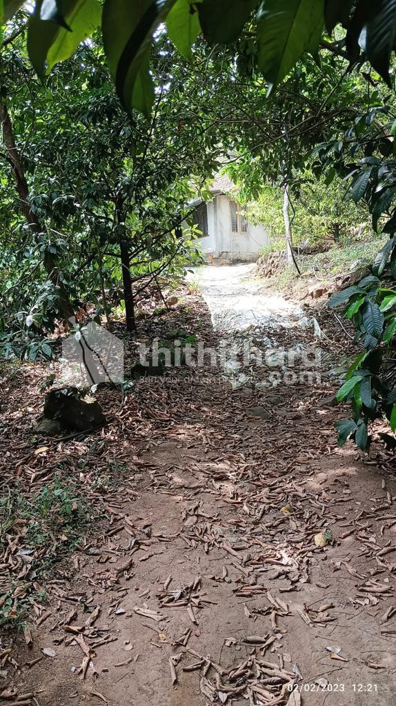 33 Cent House Plot for Sale in Kakkadampoyil-Kozhikode