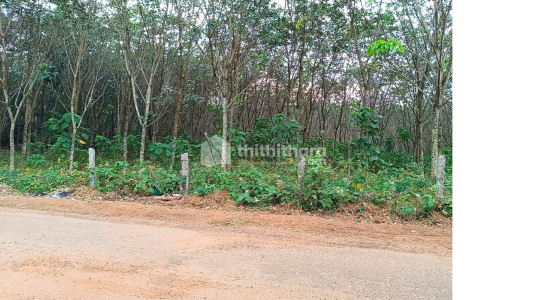 1.8 acre rubber estate for sale in Pallikkal Moothala, Varkala