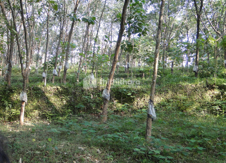 1 ACRE LAND FOR SALE AT VETTIKUZHY THRISSUR