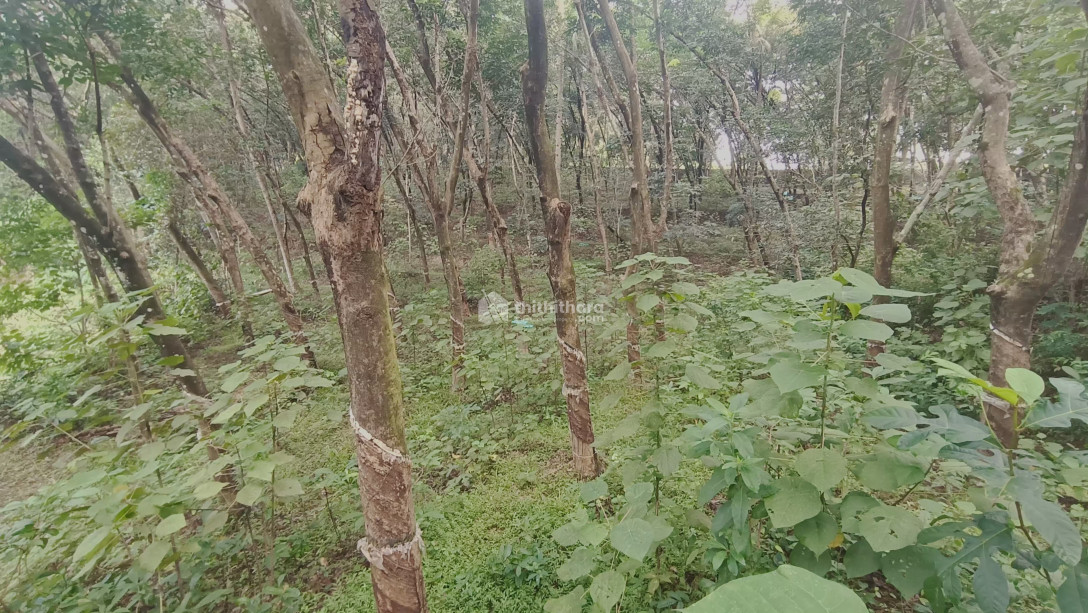 1.13 acres of rubber plantation for sale at Nadakkal, Chathannoor