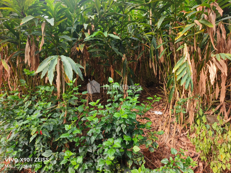 Residential land for sale at Udumbanchola Idukki