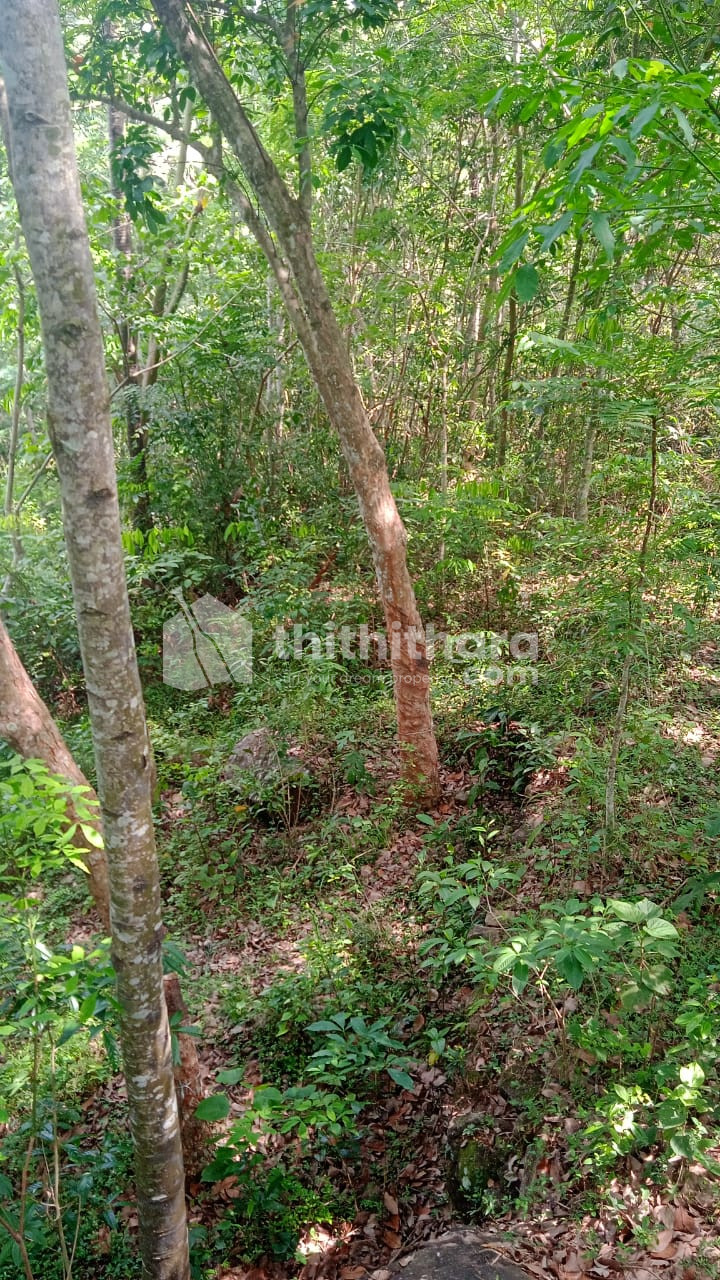 Agricultural Land for Sale in Neyyattinkara, Thiruvananthapuram