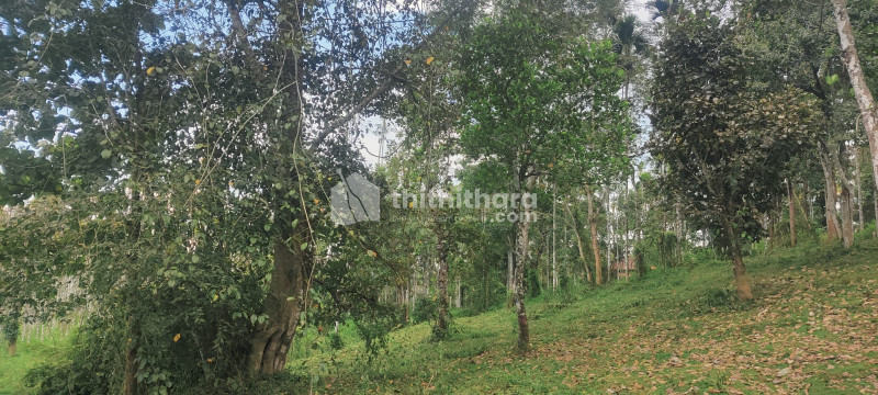 Residential land for sale at Mananthavady Wayanad