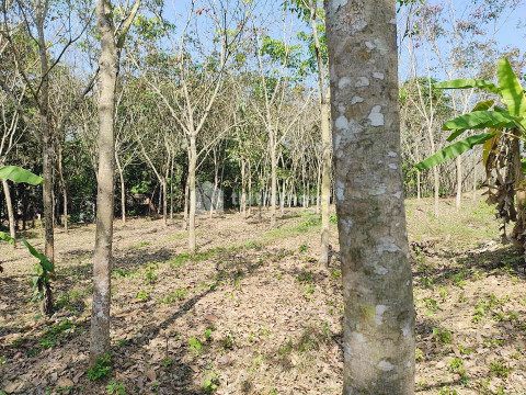 55 Cent Rubber Plot for Sale in Mavelikkara, Alappuzha