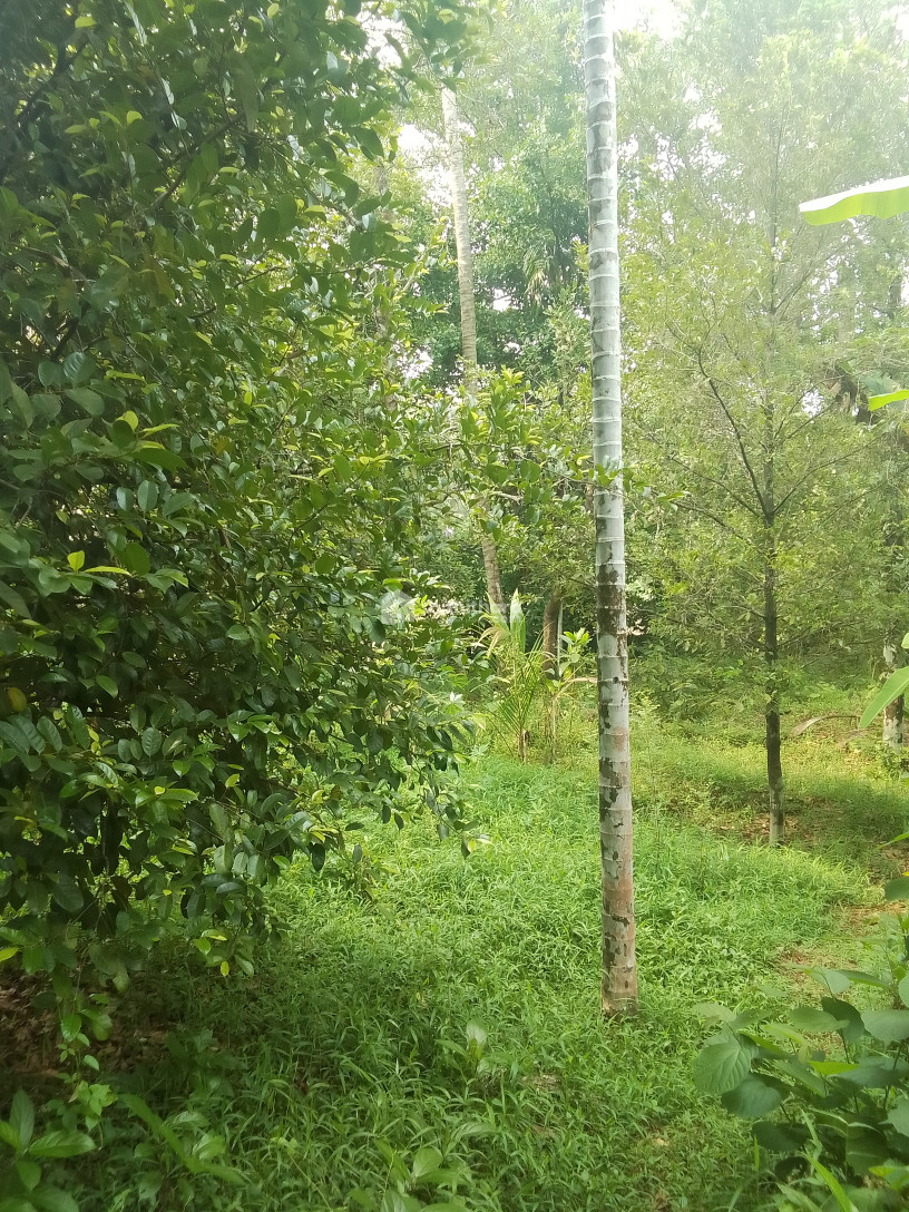 Agricultural land for sale at Chalakudy Thrisur