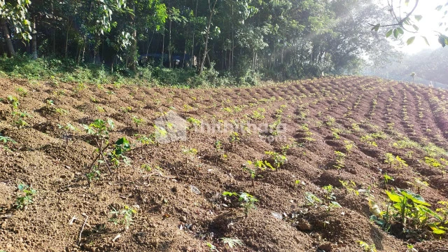 Residential land for sale in Vellarada Thiruvananthapuram