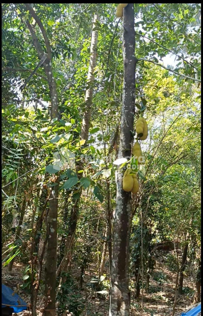 Residential land for sale at Athani Thrissur