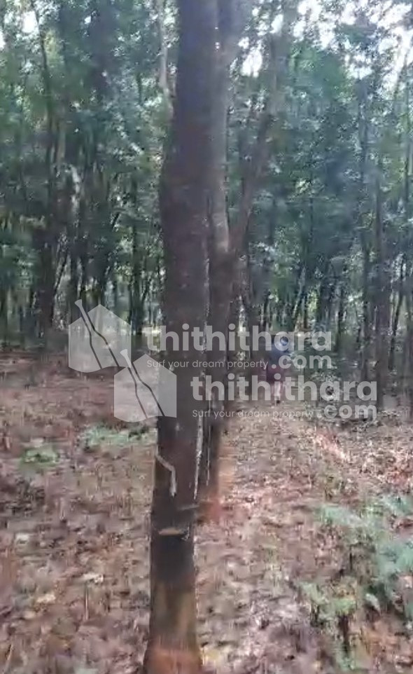 Agricultural Land for sale at Nilambur Malappuram