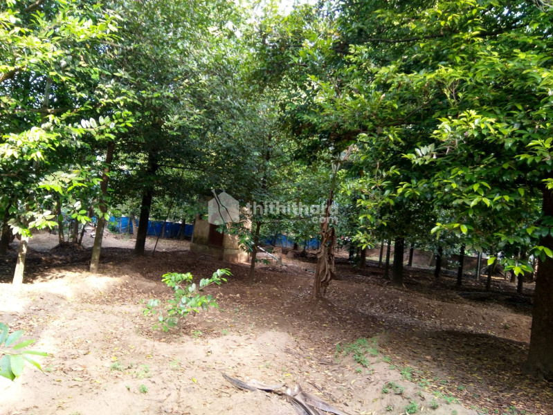 Agricultural land for sale at Kochukadavu near Mala Thrissur 