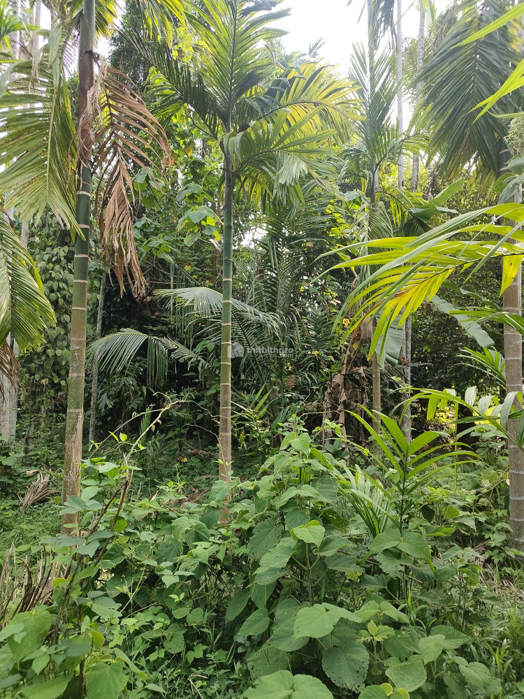 Residential plot for sale in Mannampetta Puthukkad Thrissur