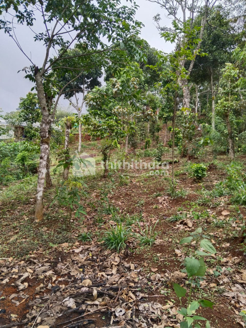 Residential land for sale at Nedumkandam Idukki