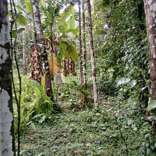 Agricultural land for sale at Adoor Pathanamthitta