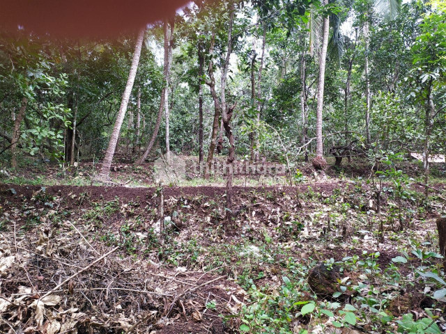Residential plot for sale in Mattanur Kannur
