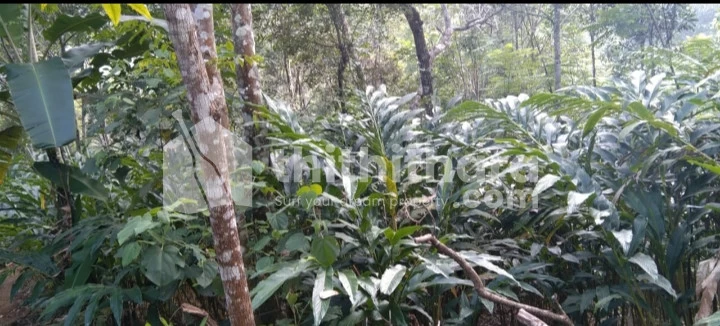 Agricultural land for sale near Vagamon Idukki