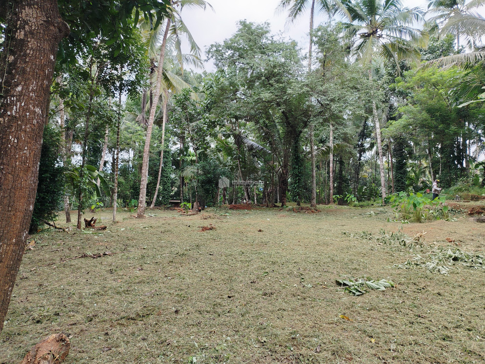 കോഴിക്കോട് താമരശ്ശേരിയിൽ  30 സെൻ്റ് സ്ഥലം വിൽപ്പനക്ക്