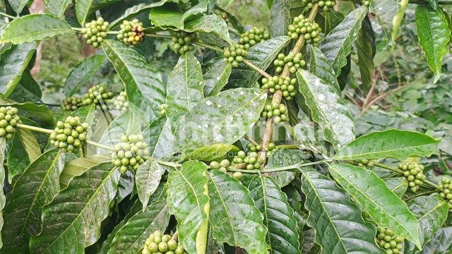 Coffee cultivation property for sale near Karimani,Wayanad.