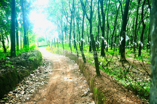 Agricultural land for sale at Ayoor Kollam