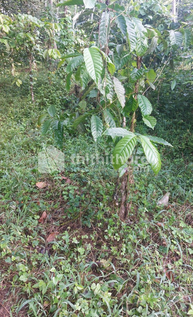 Residential land for sale at Sulthanbathery Wayanad