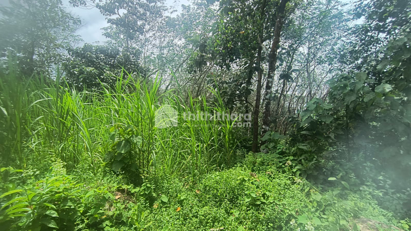 Residential land for sale at Ranni Pathanamthitta